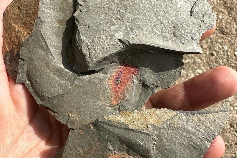 Fósil marino sostenido en la mano durante la expedición